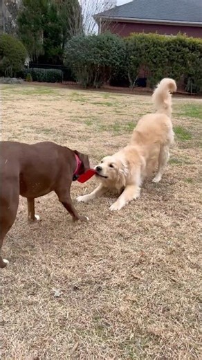 Golden Retriever + Lab Mix = Instant Chaos (in the best way)