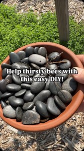 Whether you’re team hand-thrown ceramic bee bath, repurposed terracotta saucer, or upcycled yogurt lid with pebbles—your local pollinators don’t judge. They’re just thirsty. We’ve had bee watering stations in the garden for years, and it’s been a hit with bees, butterflies, and the occasional confused ant. These little stations had their moment in the gardening corners of Instagram and Facebook last year, and I hope the trend sticks around. I love seeing the beautiful artisan versions folks crea