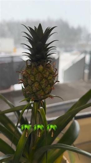 Even though winter is freezing cold, at Polmo we’re still growing pineapples 🍍❄️ Because real engineering skills thrive in any climate 😄🔥 Snow outside, tropical vibes inside — that’s just how we do it! #PolmoOstrów #WinterMode #StillGrowing #MadeInPoland #EngineeringHumor 😎🍍 | POLMOstrów