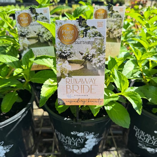 Cedar Nursery + Design | RUNAWAY BRIDE HYDRANGEA • 💚🤍 Enjoy more flowers with no pruning. RUNAWAY BRIDE Hydrangea is a stunning new variety with unique garland-like... | Instagram
