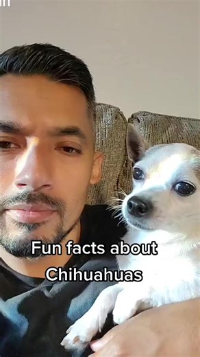 922K views · 21K reactions | Fun facts about #chihuahuas | Manchas | Facebook