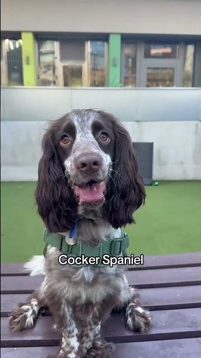 What Kinds of Dogs Are Waiting for Homes at Battersea?