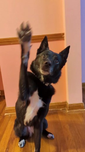 Best Birthday Celebration for a Rescued Dog 🎂🐶🎉
