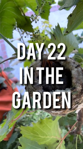 1.1K views · 116 reactions | Day 22 in the garden. Baby hummingbirds This year I am keeping my distance so if I do post more on them this year it will just be updates. If you want to see the whole story on last year’s hummingbirds (Charlotte, Fern, and Avery) look on my page for the highlight named “Charlotte”. Enjoy! #garden #gardening #wildlife #hummingbird #birds | Urrbangarden | Facebook