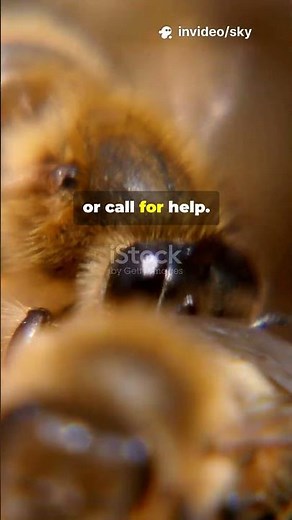 How Do Bees Communicate?