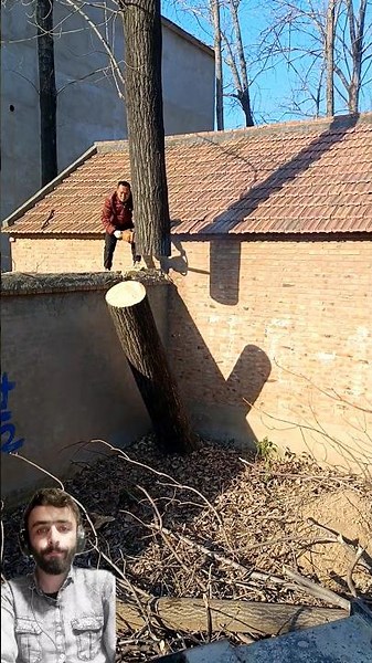 perfect and safely Cutting a Tree From Yard || #treecutting