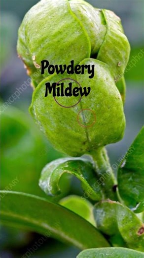 Powdery Mildew#meldw#powderymeldew#symptoms#spread#cure#mycology#sciencefacts#didyouknow#viralvideo