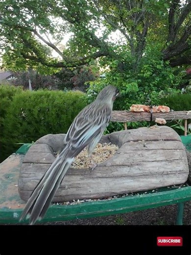 Little Wattlebird in Slow Mo #birds #nature #wildlife #australianbirds