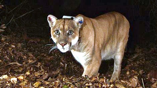 DNR: Confirmed cougar sightings in Michigan have doubled over last 3 years