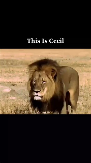 10K views · 267 reactions | Remembering Cecil the Lion Cecil was...