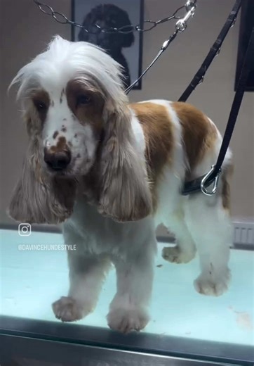 Cocker-Spaniel-Hündin: Pflege und Styling in Köln