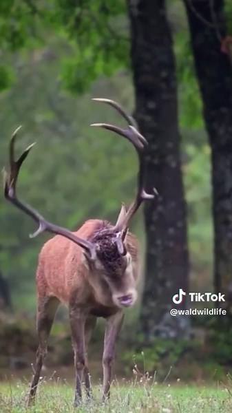 Deere Meeting Call Video - TikTok