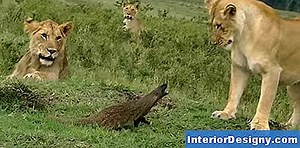 Jardin: Comment Prendre Soin D'Un Tigre Rouge Abutilon - 2026 | Fr.Interior-Designy.com