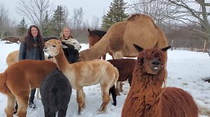 25K views · 320 reactions | Llama-zing Adventures has added a camel to its barnyard fleet. One of only two in the province, "Shamy" is being trained to offer rides and accompany hikers in the summer. Read more: www.cbc.ca/1.5908745 | Follow us: www.cbc.ca/nb | Facebook