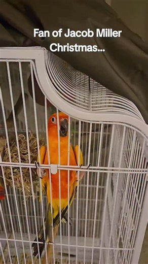 15 reactions · 13 comments | 列we wish you a Irie Christmas!’  Jacob Miller & the @badboysofreggae bringing back Natty Christmas — the #1 reggae Christmas album of all time. ✨ | Inner Circle | Facebook