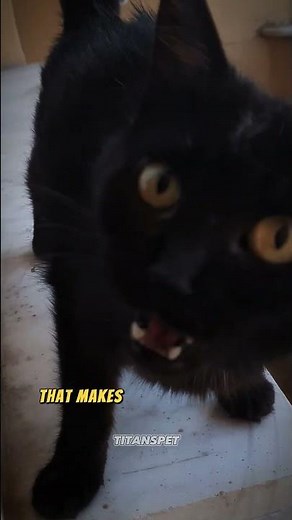 Bombay Cats: The All-Black Beauties You Didn't Know About! 🖤🐾