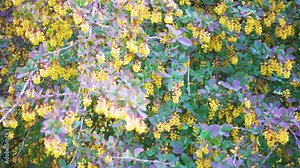 Flowering barberry bush in the garden. Blooming barberry in spring in the park. Camera movement. The concept of gardens, parks, landscape design.