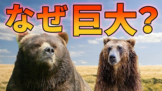 コディアックヒグマが他のヒグマより大きい理由