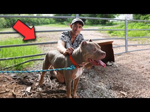 RESCUING ABANDONED DOG LIVING IN A BOX !? (SAD)