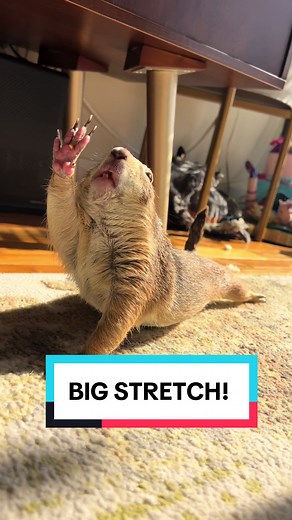 Poppy the Prairie Dog's Epic Stretch Routine