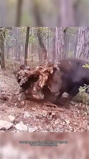 "शेर को डरा दिया इस साँड़ ने" | BULL VS LION | #shorts #wildbull #lion #buffalo