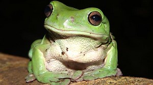 Scientists Developed A “Ribbiting” App To Identify A Frog By Its Croak