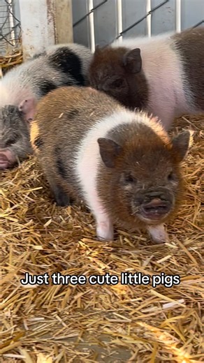 Moon Child Mini Farm on Instagram: "Three little pigs . . . . . . . . . . . . . #moonchildminifarm #moonchild #minipig #minipigs #juliana #pig #pigsaspets #piglet #piglets #piggy #california #pigsofinstagram #cuteanimals #animalsofinstagram #obsessed #inlove #farmlife #moonchildcrystalshop #snout #snoot"
