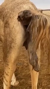 33K views · 69 reactions | Donkey play around jungle life village... #donkey #shorts #entertainment #Dese #lifestyle #shorts #entertainment #Desert #virals #lifestyle #fun #reels #animal #funnyanimals #animallover #loveanimals #camels #village #villagelife #vlogs #nature #wildlife #crazy #petlover #amazingvideo #unitedkingdomtiktok | donkey 1.0 | Facebook