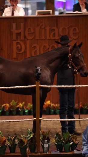 6.9K views · 178 reactions | Another Heritage Place Fall Mixed Sale in the books! We’re proud of the horses that represented Dunn Ranch and deeply thankful to every owner who entrusted us with their consignments. Your trust drives everything we do, from preparation to presentation.  Bloodstock Media Company #DunnRanch | #HeritagePlace | #ConsignmentTeam | #SuccessStartsHere | #AQHA | #AQHARacing | #SalesFitting | DUNN RANCH | Facebook