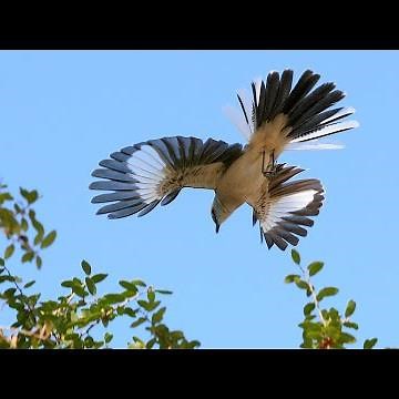 Mating Flight|Songs? Courting Displays Of Northern Mockingbirds? 🐦🎼