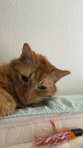 611K views · 10K reactions | Kermit didn’t learn that language from me... 浪 | Javie and Mr. Kermit | Facebook