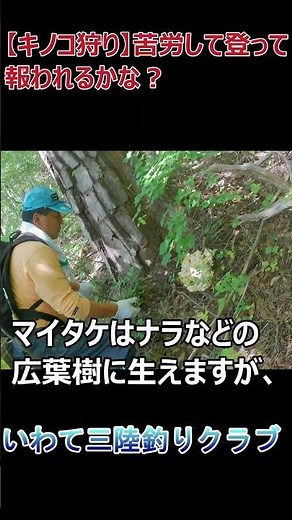 【松茸狩り】去年と同じ山で松茸は取れるか？ 2024年10月 ハナビラタケ #shorts