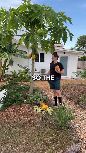 9.8K views · 1.8K reactions | Papayas are one of the easiest tropical...