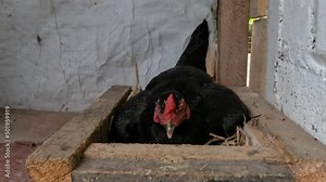 Cultivation of native chickens, which is still done traditionally, is left free to find food or breed