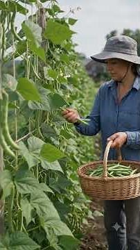 🫘 Millionaire Bean Farming! 😍 Amazing Beans Harvest in Village 🌱