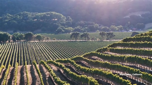 Take epic drone journey over California's finest wine vineyards