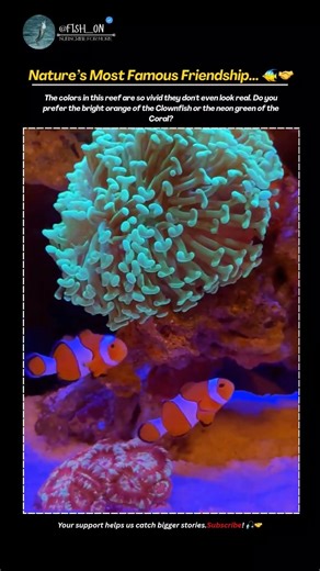 Real Life FINDING NEMO! 🐠🧡 #Clownfish