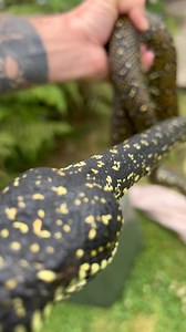 Diamond python removal in tomerong today . Safety concerns for snake and the dogs . Snake also has ticks all over its eyes so they will be removed before release 👍🐍 | Southern highlands & south coast snake catchers