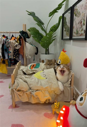 Integrating Tips for Giving Your Cat a Bath