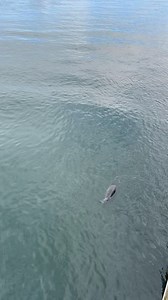 166K views · 5.8K reactions | Chatham Fish Pier - Chatham, Massachusetts - Cape Cod Cape Cod, Massachusetts | Cape Cod, Massachusetts | Facebook