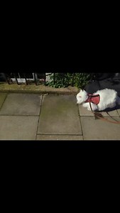 16K views · 3K reactions | SWF seeking plants for monching.  | Travis and Sigrid | Facebook