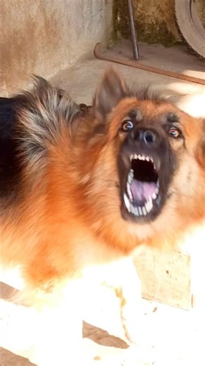 viral angry german shepherd dog barking video #viral #dogvideos #shortvideos #shorts #dogvideos