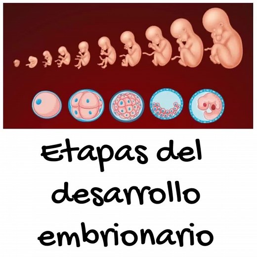 Desarrollo Embrionario: Etapas, Formación y Crecimiento del Ser Humano