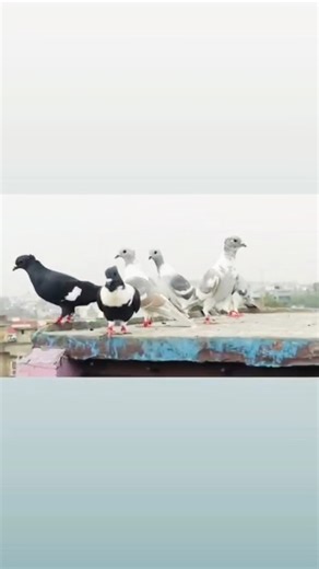 #motivation #pigeon #kabootarbazi #trending