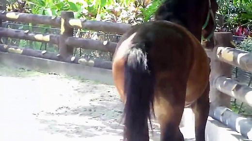Horse Pooping Video