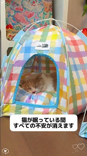 インストール不要のテント式猫用ベッド、開けるとすぐに使える #初心者向け猫飼い#可愛いペット用品#猫用ベッド#テント式猫用ベッド#ペットテント