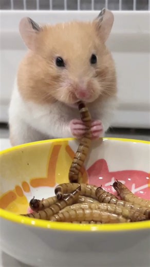 Thỉnh thoảng trong bữa ăn của các bé, mọi người nhớ cho thêm sâu để bổ sung canxi, thay đổi món để đỡ ngán cho các bé nha 😆 🌷Sâu gạo rang khô thì mình hay dùng của hãng Josanty. 🌷Còn mn muốn mua chiết rẻ hơn thì có trong giỏ hàng của mình 🌷Sâu gạo tươi thì mn có thể tìm mua ở mấy quán cá cảnh nha