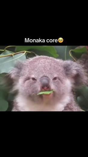 Monaka The Baby Koala on TikTok