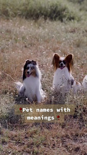 Pet Names with Meanings: Part 2