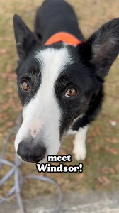 ADOPT OR SHARE TO HELP WINDSOR FIND A HOME ♥️ Windsor is at the SPCA in Dartmouth, Nova Scotia & I had the pleasure of taking him out for a walk today. He was sweet as pie upon first meeting, gentle and calm – just happy to be getting outside! He thoroughly enjoyed his walk, sniffing all the sniffs and observing all the people coming and going around the neighbourhood. He’s still working on house breaking, has a couple of minor health issues, but lots of life & love left to give ♥️ You can head 